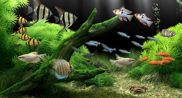 Dream Aquarium图片2