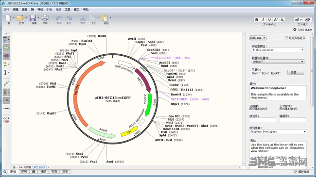 SnapGene图片1