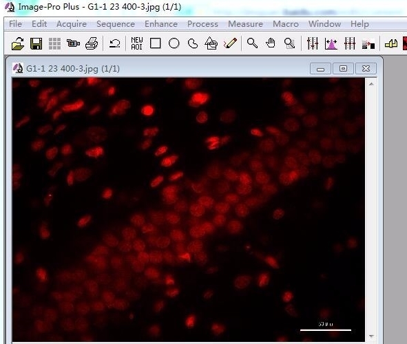 image pro plus检测荧光强度图片3